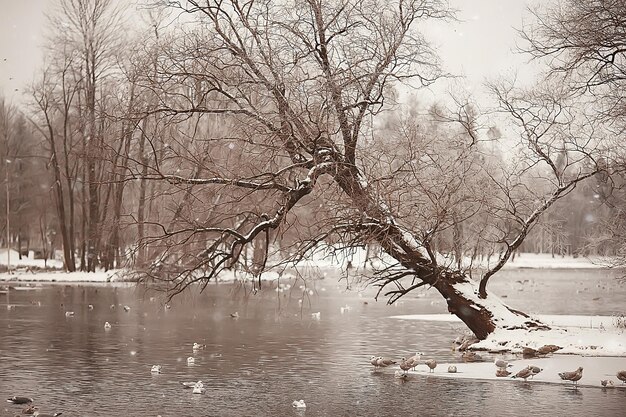 abstract background landscape winter forest / frost-covered tree branches, snowy weather christmas background