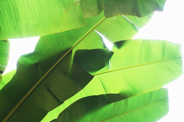 Abstract background of the leaves of the banana tree Tropical banana leaf texture large palm foliage nature bright green background Green economy and ecology concept Backlight and Bright filter