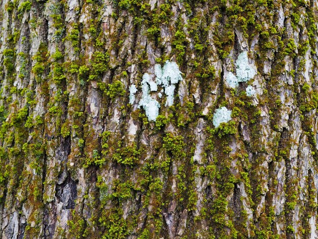 Abstract background Lichen closeup on the bark of an old tree