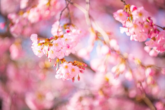 パステル カラーのマクロ ローズの美しさの抽象的な背景は。ピンクの桜の花、夢のようなロマンチック