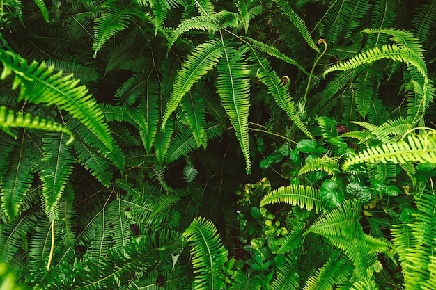 写真 シダの葉の抽象的な背景。 l