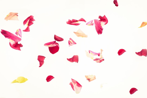 사진 분홍색 꽃잎의 추상 배경