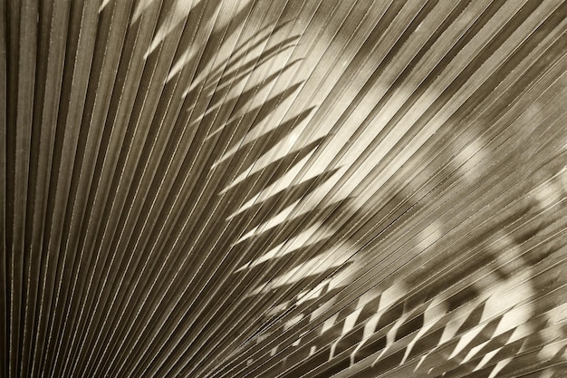 абстрактный фон, текстура пальмового листа