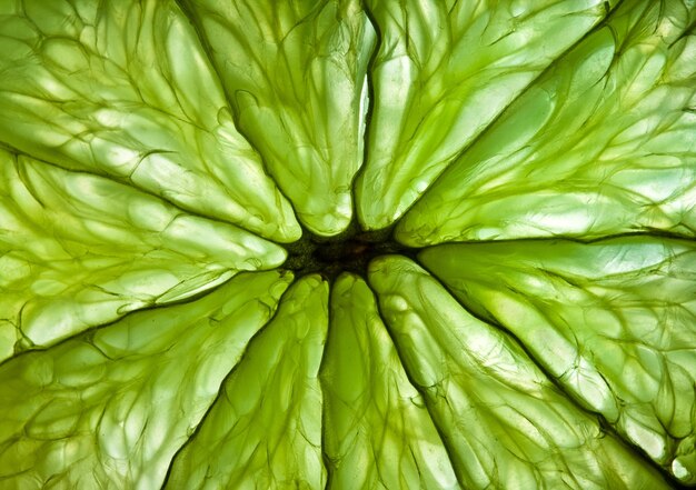 Abstract background. Photo of a citrus close up.