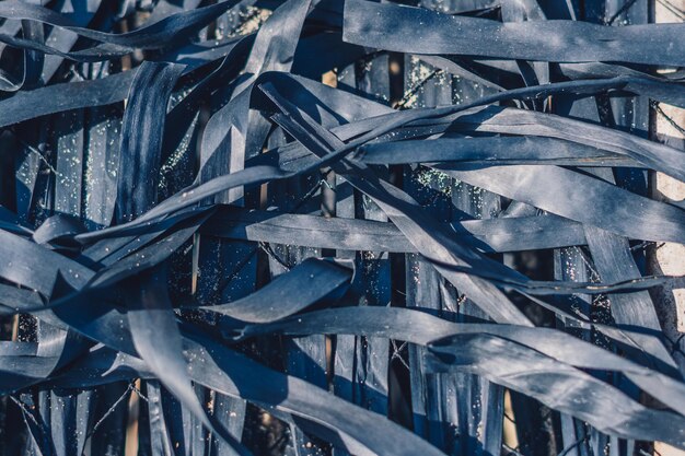 Abstract background Real nature photo Macro close up bunch heap pile long black dark blue contrast dry beauty tropical plant leaves like flat wide narrow fabric ribbons lines Sunlit detail texture