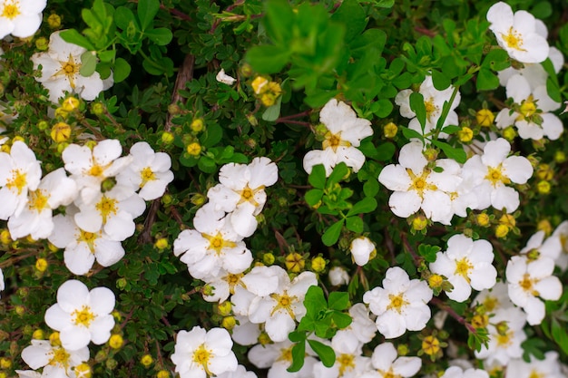 小さな白い花の抽象的な背景。閉じる。自然の質感