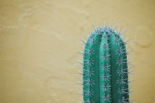 Abstract background textuer of Cactus succulent plant