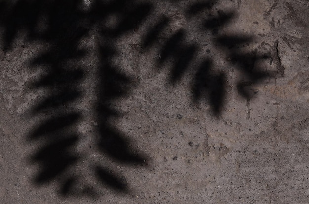 Abstract background textuer of shadows leaf on a concrete wall for design backdrop