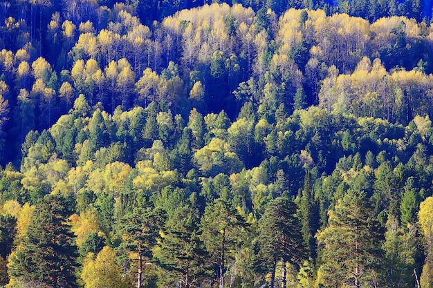 秋の森の抽象的な背景テクスチャ、黄色の木パターンの風景ビュー
