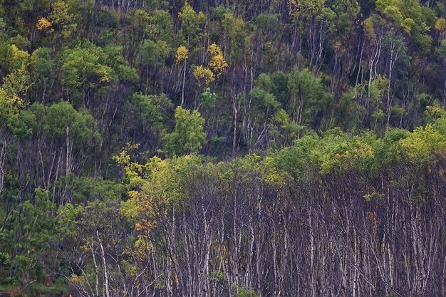 秋の森の抽象的な背景テクスチャ、黄色の木パターンの風景ビュー