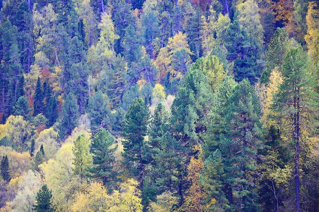 abstract background texture of autumn forest, yellow trees pattern landscape view