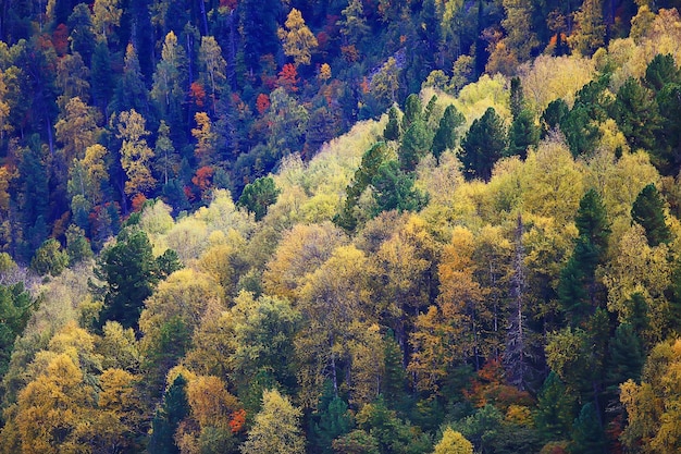 abstract background texture of autumn forest, yellow trees pattern landscape view