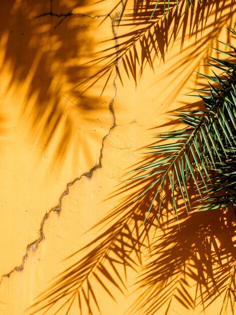 Abstract background texture of shadows leaf on yellow concrete wall