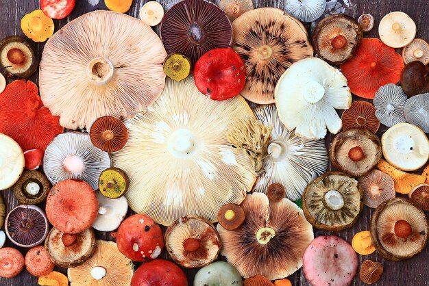 abstract background texture of very, many different mushrooms, inverted multicolored mushroom caps wallpaper