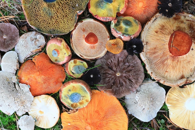 매우 다양한 버섯의 추상적 배경 질감, 거꾸로 된 다색 버섯 모자 벽지