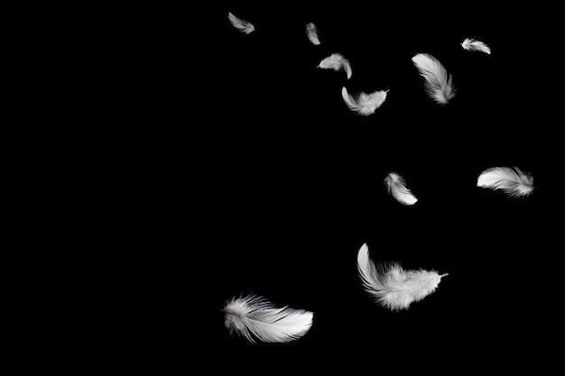 Photo abstract background. white feathers flying in the dark