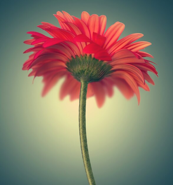 Abstract background with beautiful red gerbera flowe