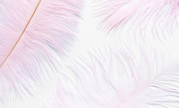 Abstract background with feathers