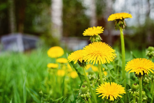 緑の草と黄色のタンポポの花またはTussilago farfaraと抽象的な背景