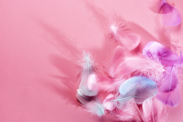 Abstract background with soft pink feathers and shadows Flat lay copy space