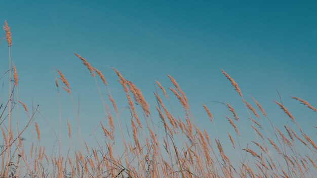 Abstract background with trendy dry reed abstract natural background fluffy dry reeds in sunlight