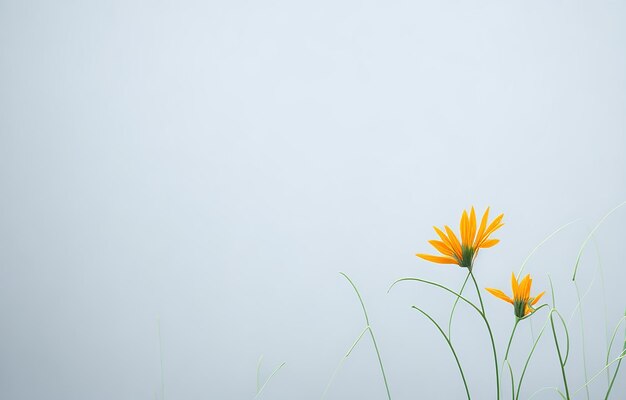 Abstract Background With White And Orange