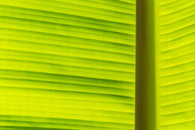 Photo abstract of backlight banana leaf texture background