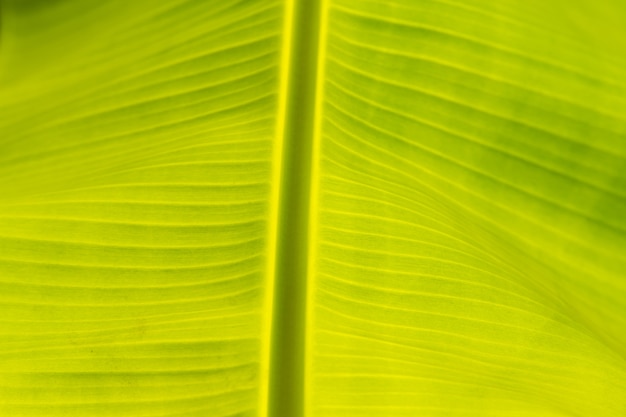 Abstract of banana leaf background