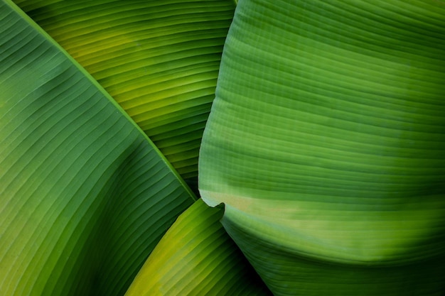 Estratto, foglia di banana, struttura, natura, fondo