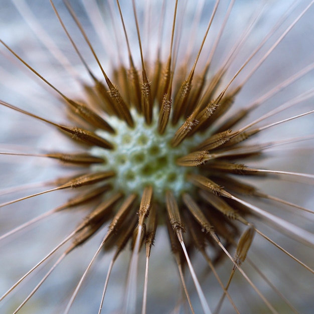 Photo the abstract beautiful dandelion flower in the garden