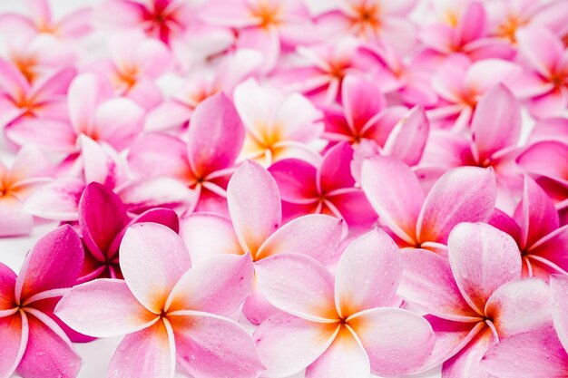 Abstract Beautiful Pink Frangipani Flowers Background