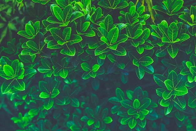 Foto bella trama astratta della foglia verde sul fondo della natura, foglie p.