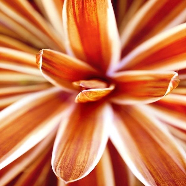 Abstract beauty in nature  red flower closeup