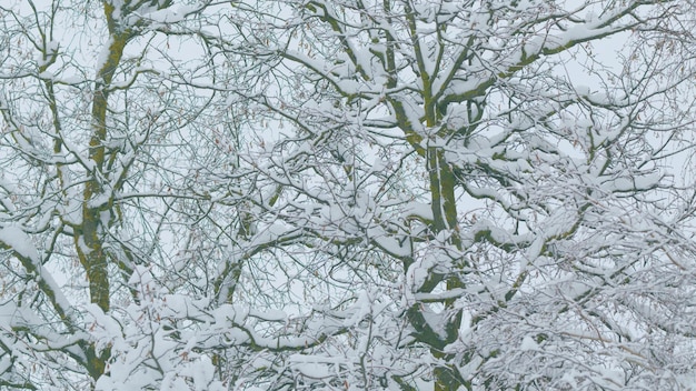 Абстрактный черно-белый снег покрыт запутанностью ветвей снег на ветвях лиственных деревьев