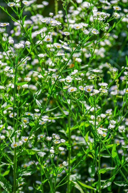 Abstract blossom flowers on field