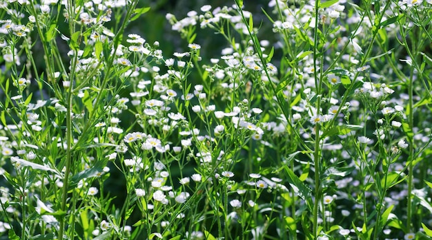 写真 野原の抽象的な花