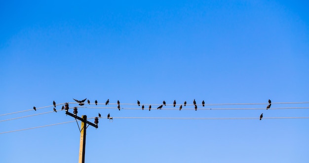 背景の日没時の高電圧ケーブルに鳥と抽象的な青い空