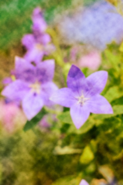 Abstract blur background of balloon flower 