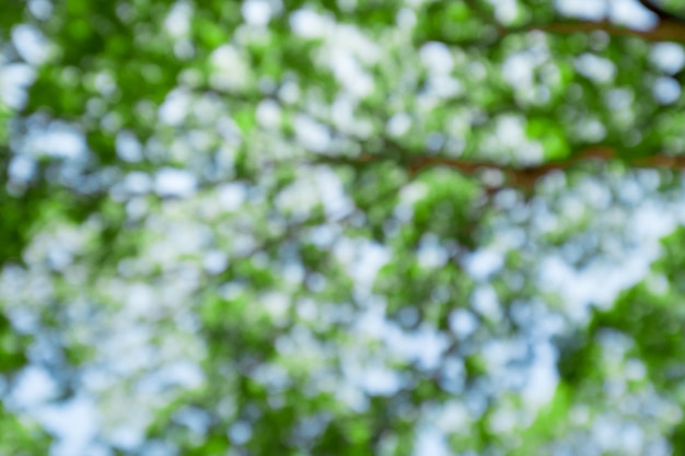 Abstract blur branches of big tree, old tree with green spring leaves. Refreshing and oxygen