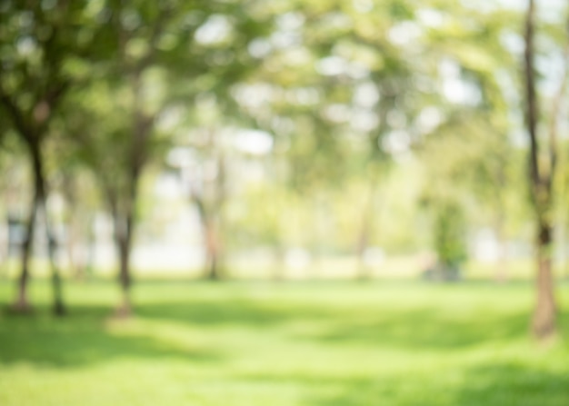 Photo abstract blur green color at garden for background