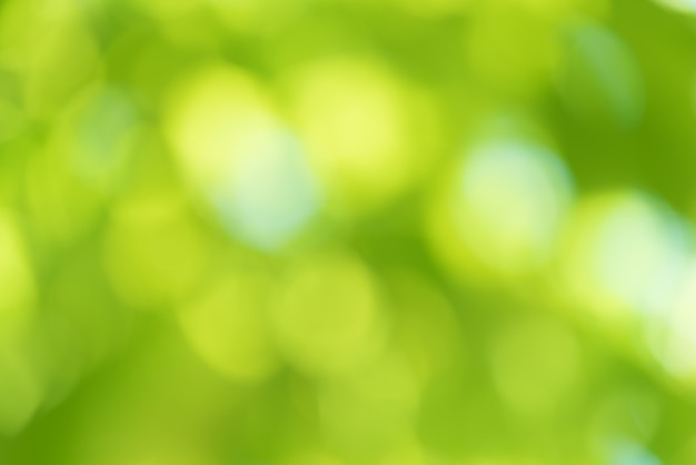 Photo abstract blur green nature for background.