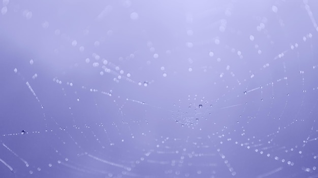 Abstract blur light sky background with spider web (cobweb), water dew drops and sun shine in morning time. Close up, selective focus, copy space, horizontal colored in trendy violet color.