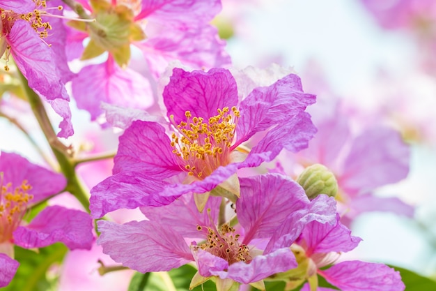 Абстрактное размытие фиолетовых цветов, Lagerstroemia speciosa, Гордость Индии.