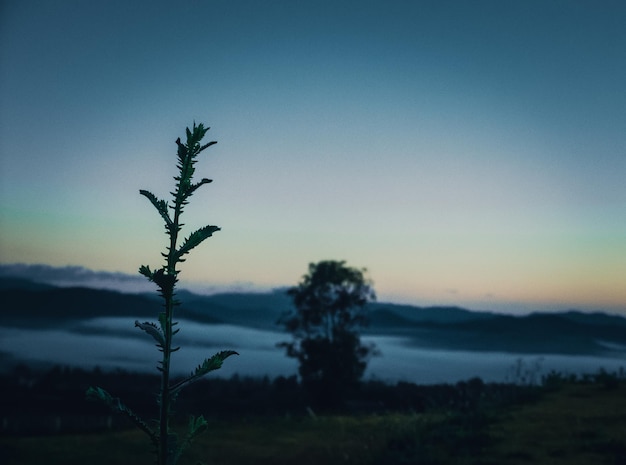 Abstract blur of the tree over misty background