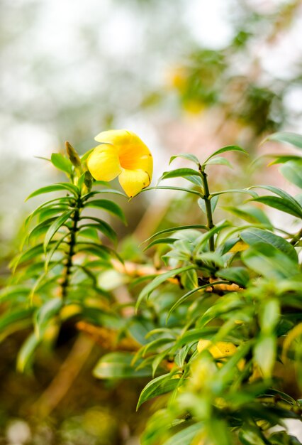 黄色の花のぼかしを抽象化し、庭でblackgroundをぼかし