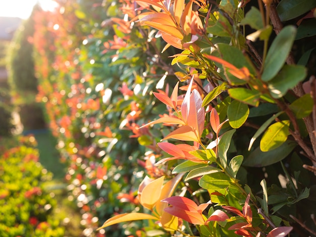 Photo abstract blured and soft focus leaves