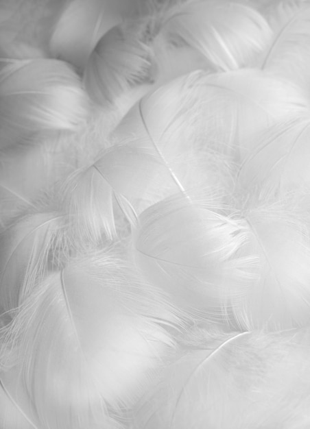 Abstract blurred background of feathers White fluffy bird feathers The texture of delicate feathers