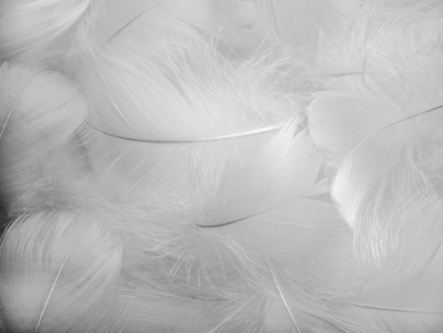 Abstract blurred background of feathers White fluffy bird feathers The texture of delicate feathers