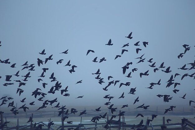 抽象的なぼやけた背景、飛行中の黒い鳥の群れ、悲しみのストレスの概念、秋のうつ病