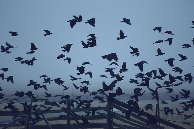 抽象的なぼやけた背景、飛行中の黒い鳥の群れ、悲しみのストレスの概念、秋のうつ病